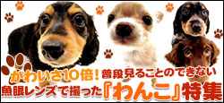 かわいい「わんこ」集めました！
